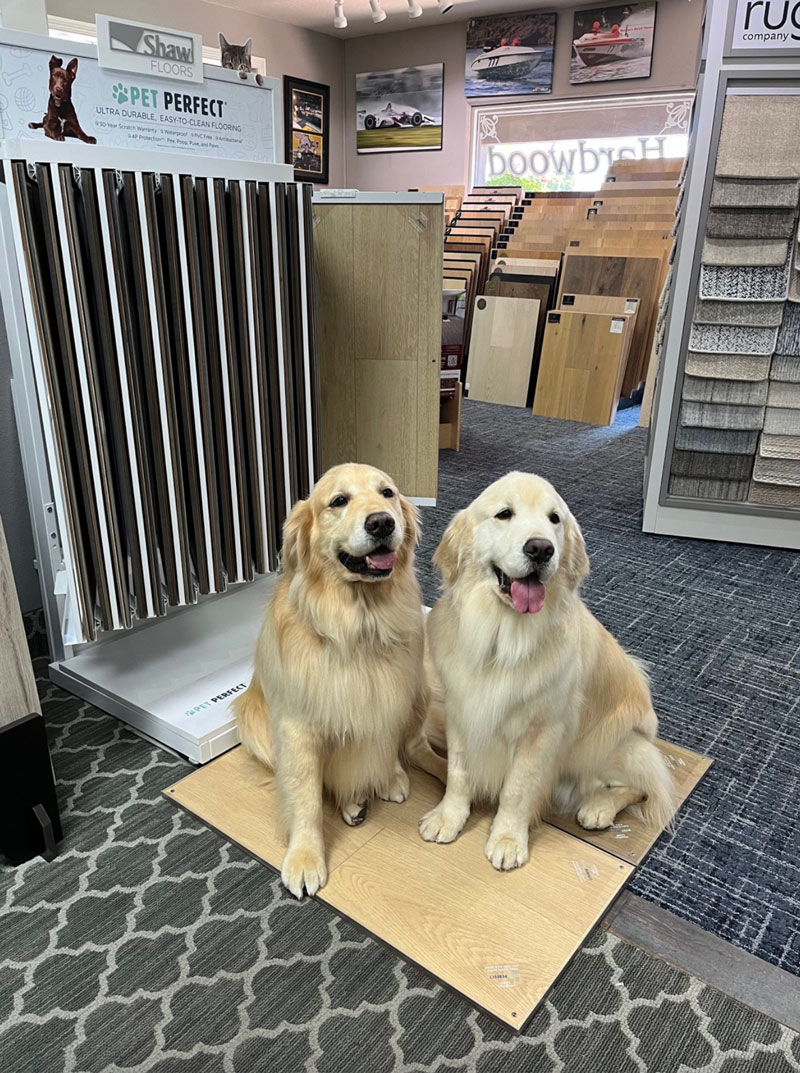 Cute puppies at showroom | California Cushion & Carpet