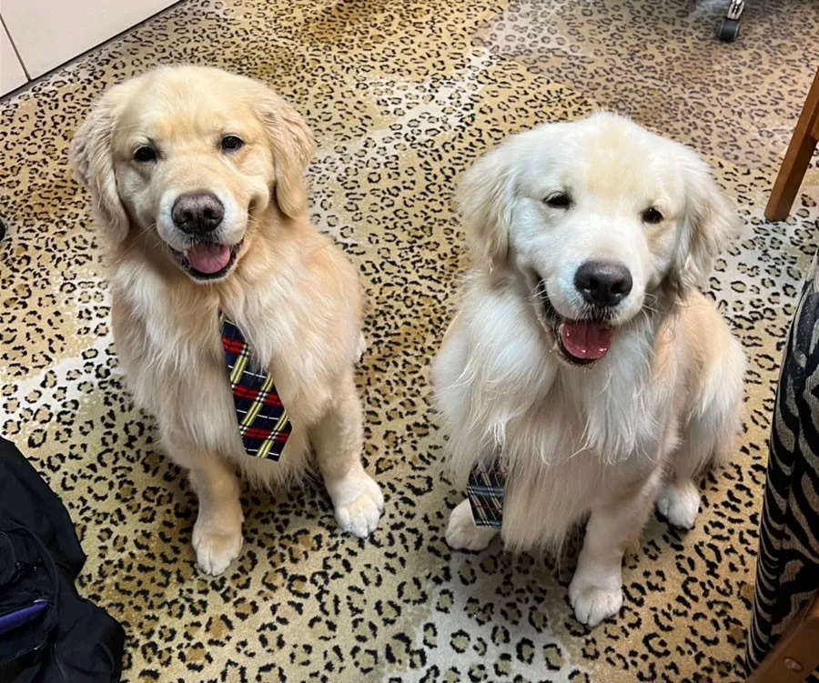 The-Benefits-Of-Area-Rugs-img